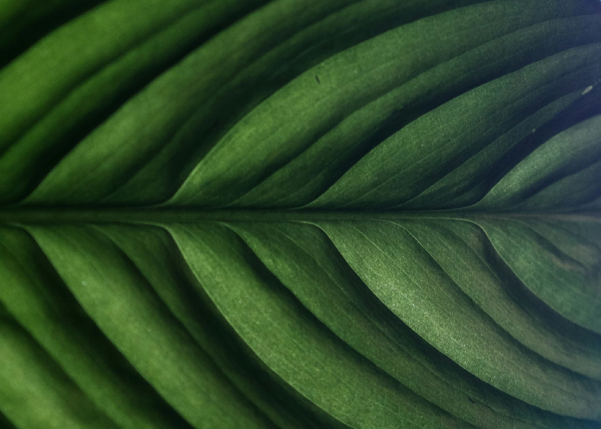 Détail d’une feuille verte